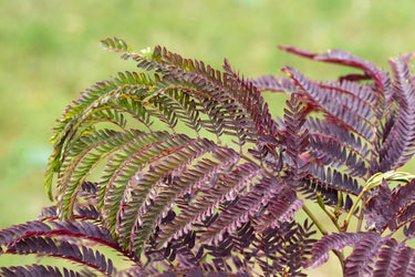 25 MIMOSA / Persian SILK TREE Albizia Julibrissin Seeds